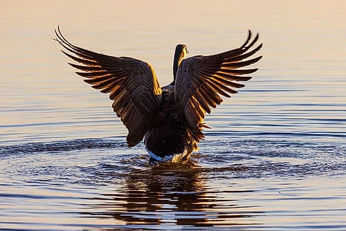 Canada Goose flapping wings in wetland at sunrise-Marion County-Illinois Places Print